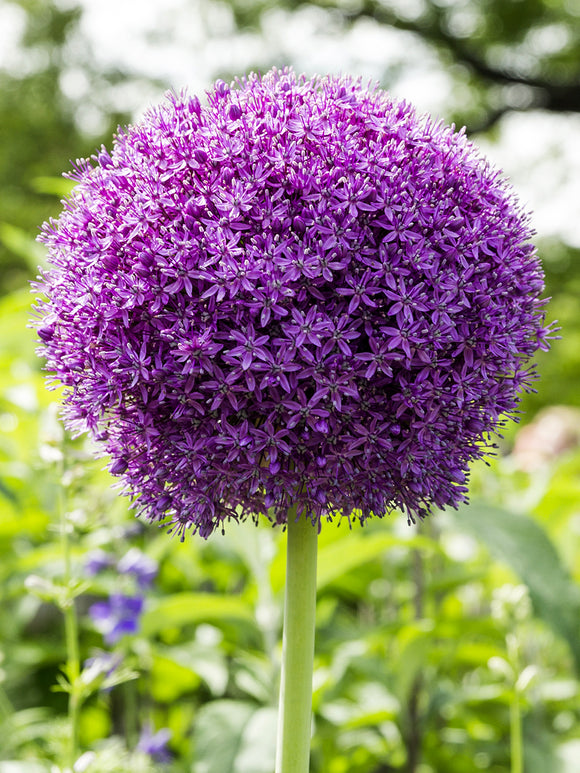 Giant Ornamental Onion - Allium Ambassador - Huge Purple Ornamental Onion