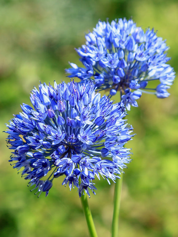 Blue Ornamental Onion - Allium Azureum DutchGrown