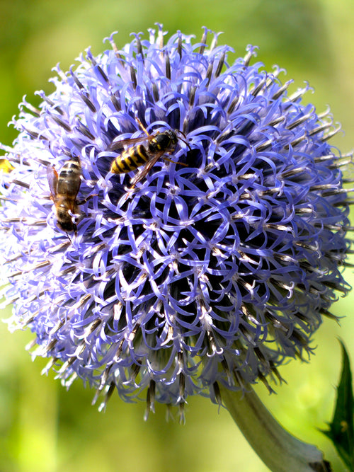 Blue Allium Flowers - Ornamental Onion - Fall Planted Allium Bulbs