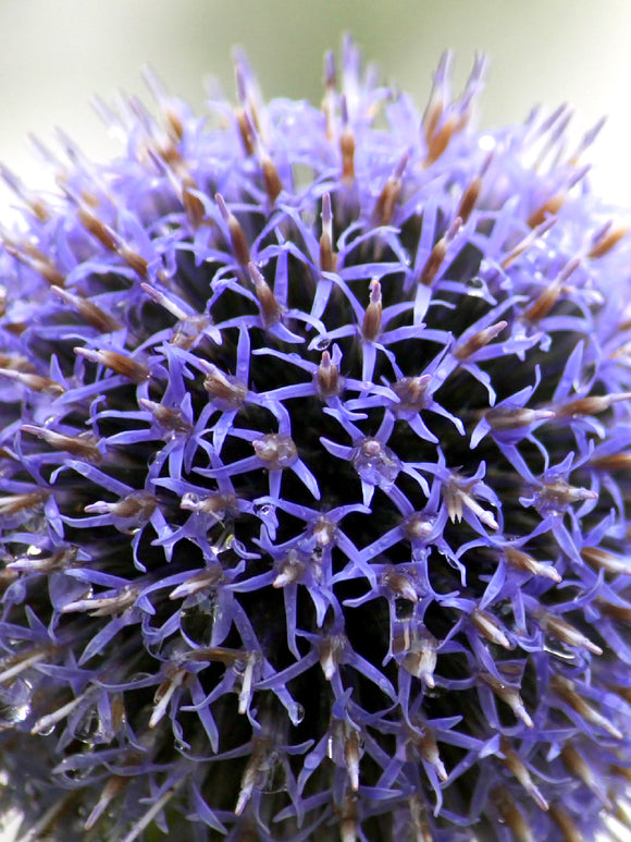 Blue Ornamental Onion - Allium Azureum Blue