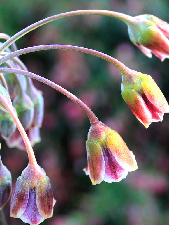 Allium Siculum Bulgaricum - Nectaroscordum