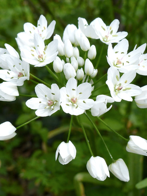White Allium Cowanii - Flower Bulbs - DutchGrown™