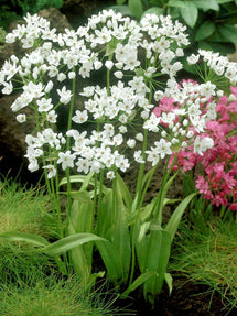 Allium Cowanii