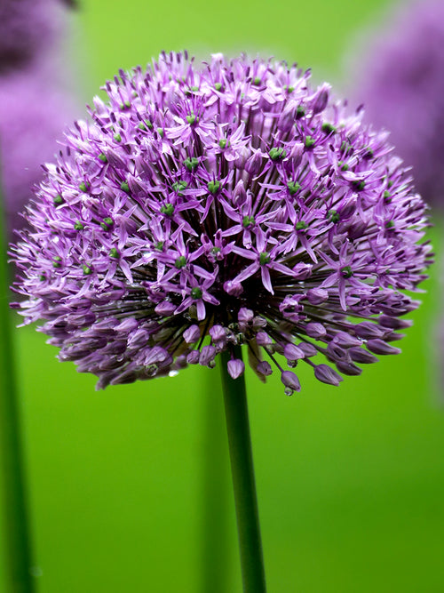 Allium Gladiator - Top Quality Ornamental Onion