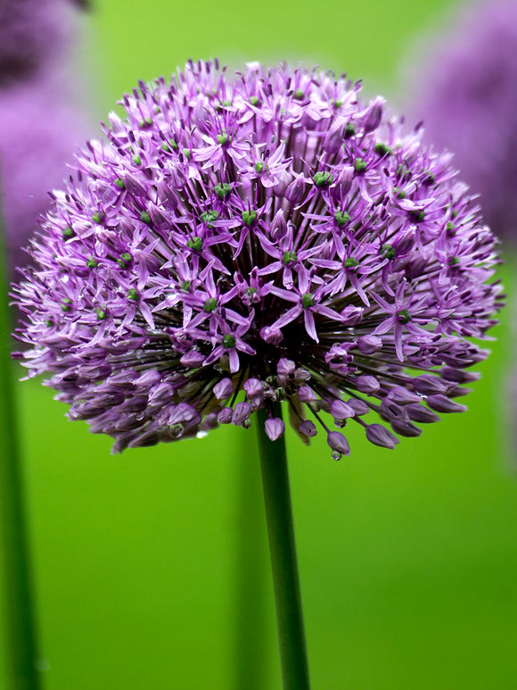 Allium Gladiator - Top Quality Ornamental Onion