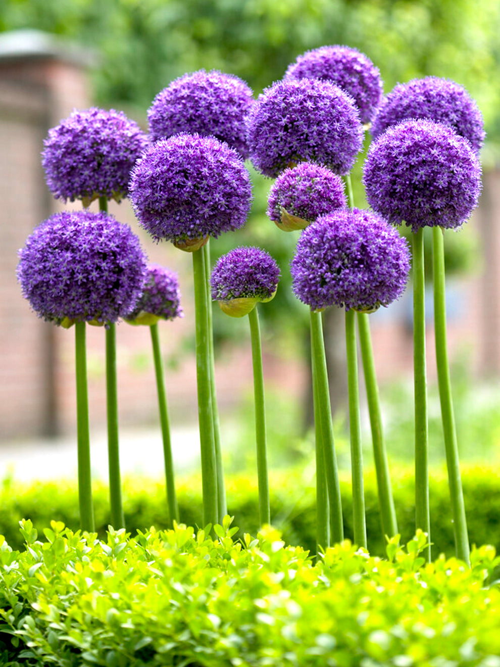 planting giant allium seeds Allium Bulbs 'Gladiator'