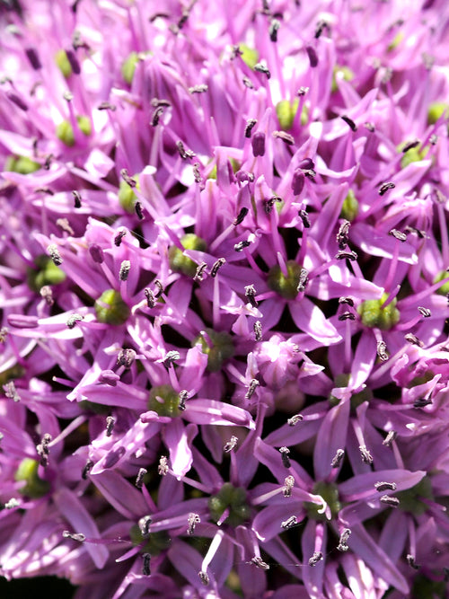 Allium Gladiator - Top Quality Ornamental Onion Bulbs for Fall Planting Close Up