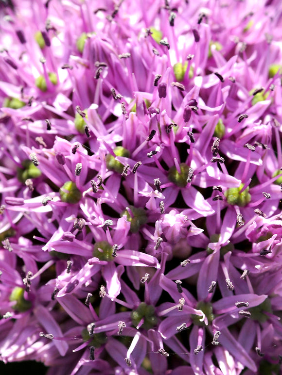 Allium Gladiator - Top Quality Ornamental Onion Bulbs for Fall Planting Close Up