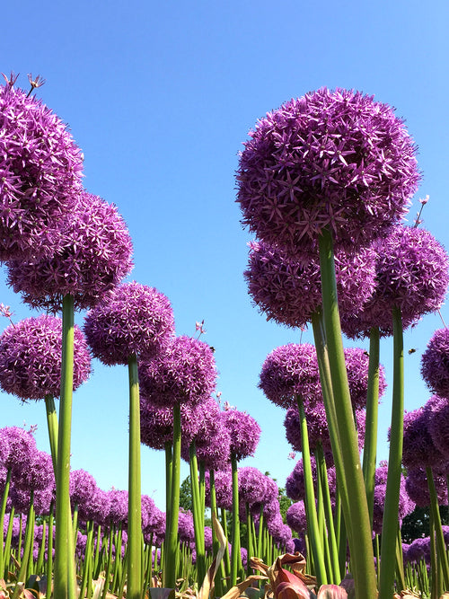 Allium Globemaster Bulbs - Giant Purple Blooms by DutchGrown™