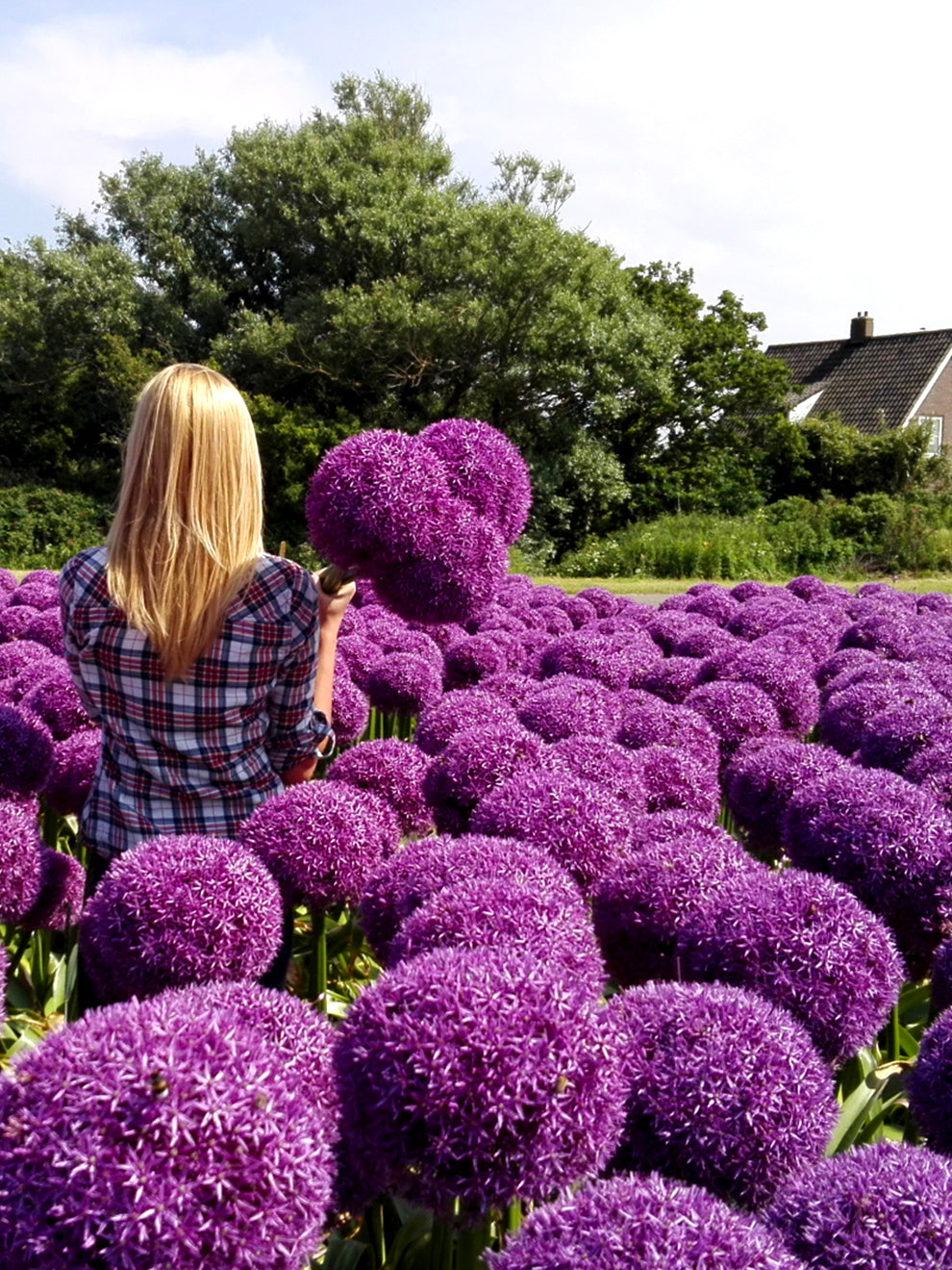 giant allium flower seeds Allium Globemaster Bulb, Purple - 1 Bulb