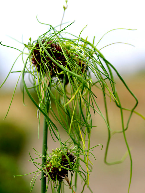 Unique Ornamental Onion - Allium Hair