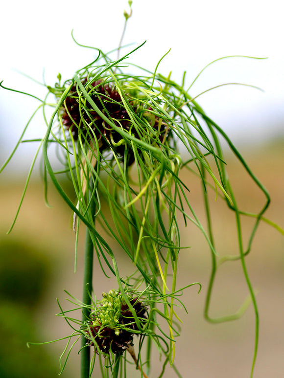 Unique Ornamental Onion - Allium Hair