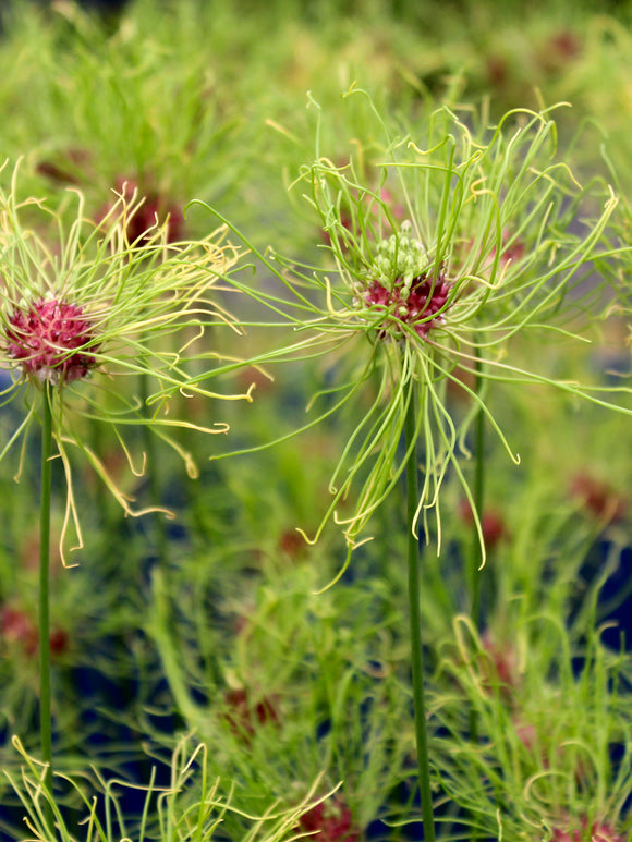 Unique Ornamental Onion - Allium Hair