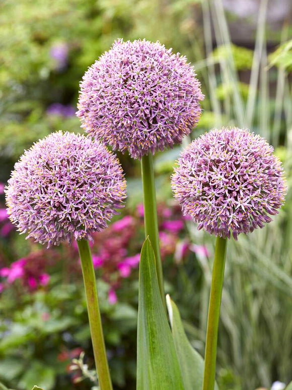 Allium Lucky Balloons Ornamental Onion Bulbs
