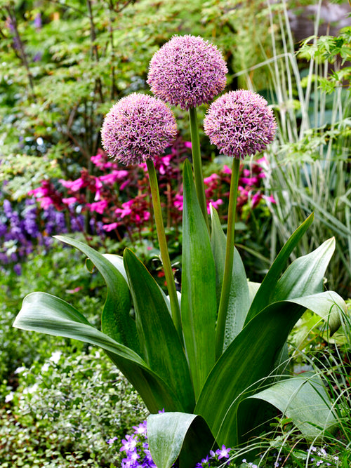 Allium Lucky Balloons Ornamental Onion Bulbs