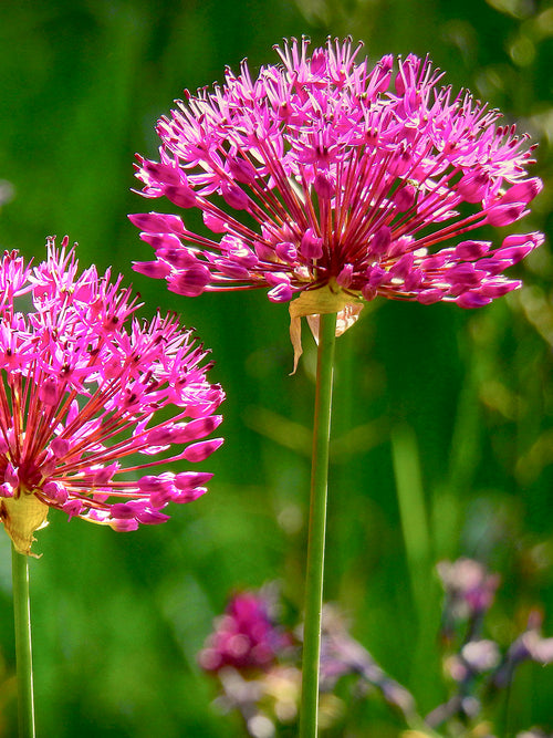 Allium Miami - Dark Red and Purple flowers - Loved by pollinators