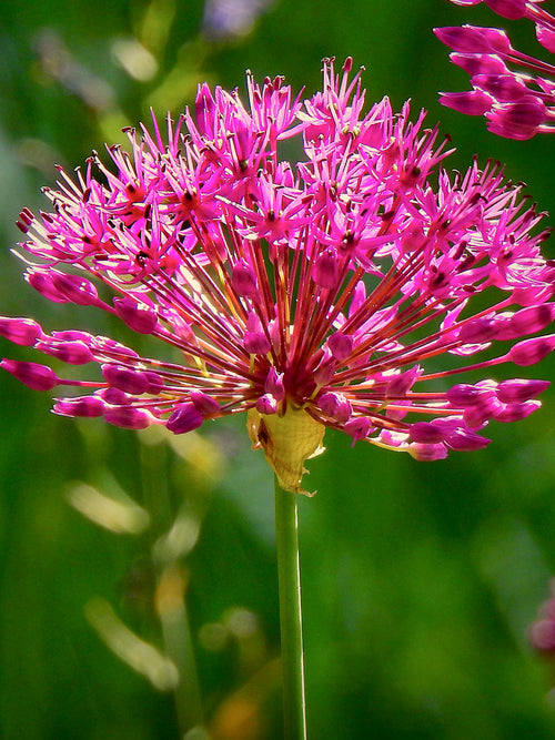Allium Miami - Dark Red and Purple flowers - Loved by pollinators