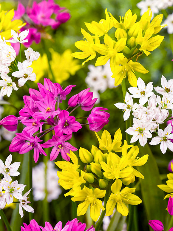 Mixed Colors Alliums - Dutch Grown Ornamental Onions - Fall Planted Flower Bulbs Fresh From the Farm