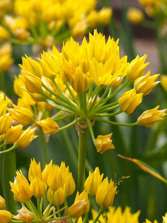 Allium Moly - Yellow Ornamental Onions - Fall Planted Flower Bulbs