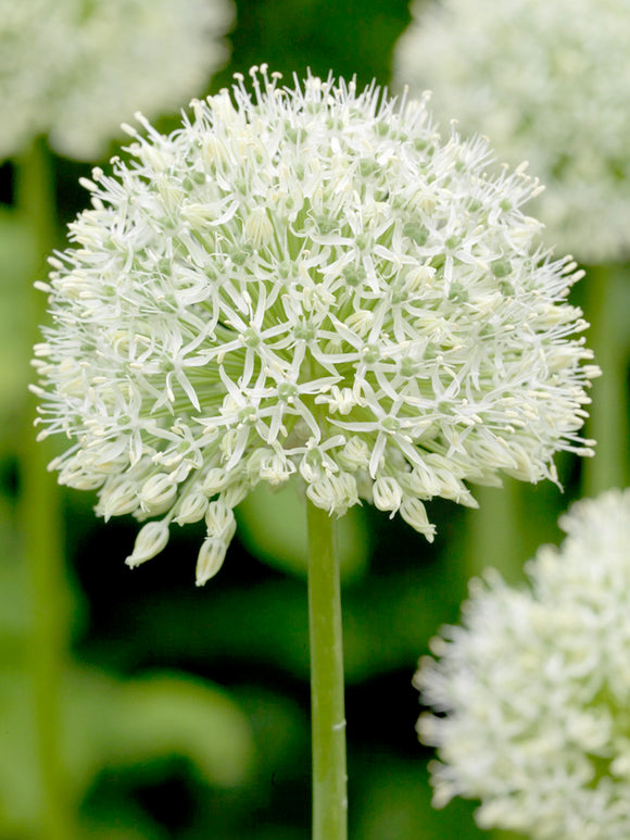 Allium Mount Everest - White Huge Allium Bulbs - Ornamental Onions