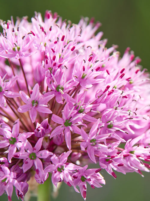 Allium Pink Sensation Ornamental Onion bulbs
