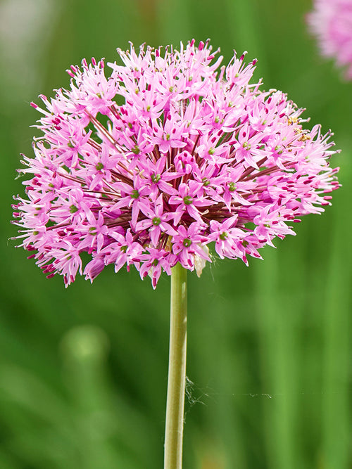 Allium Pink Sensation Bulbs