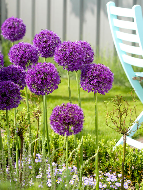 Purple Alliums Sensation - Bestseller Ornamental Onion