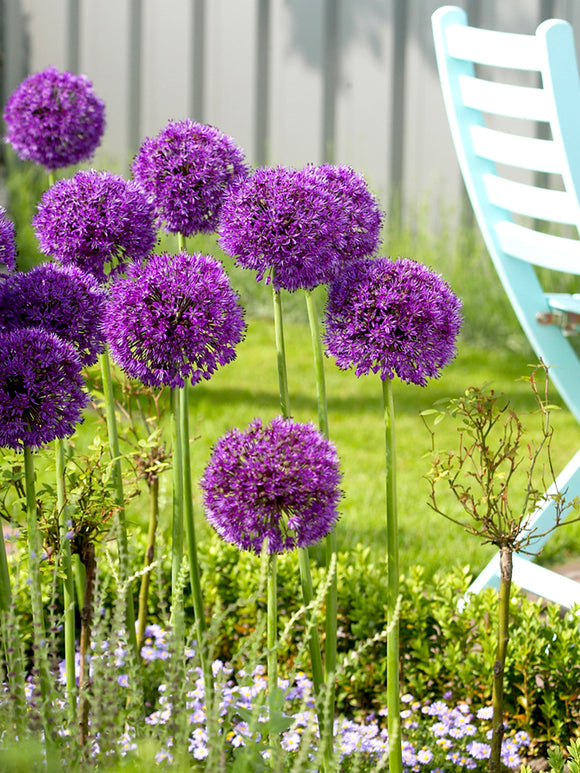 Purple Alliums Sensation - Bestseller Ornamental Onion