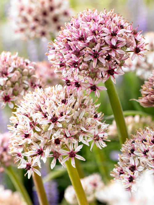 Allium Red Eye USA flower bulbs