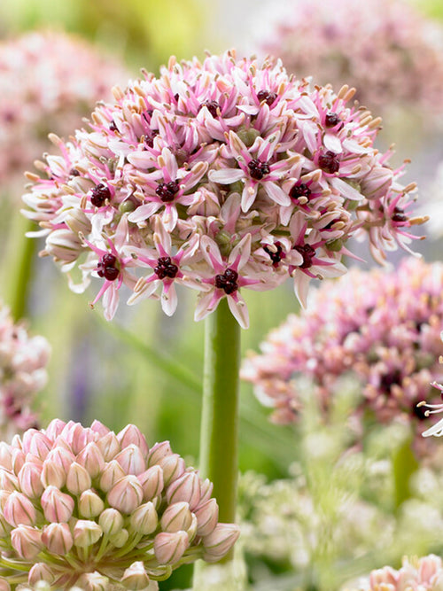 Allium Red Eye Ornamental Onion