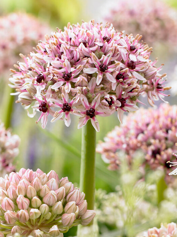 Allium Red Eye Ornamental Onion