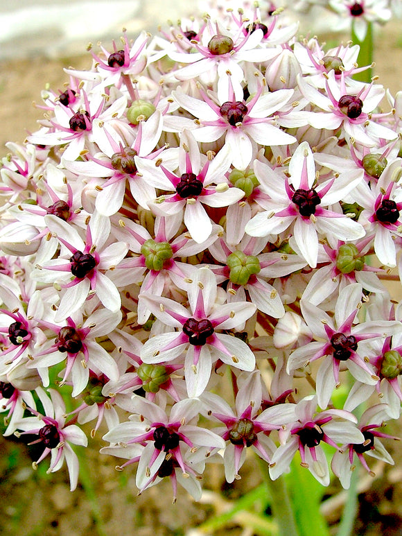 Allium Red Eye Silver Spring Close Up