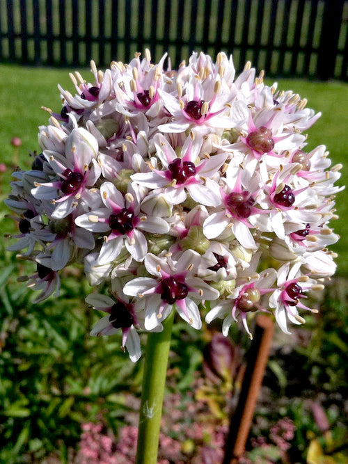 Allium Red Eye in the garden