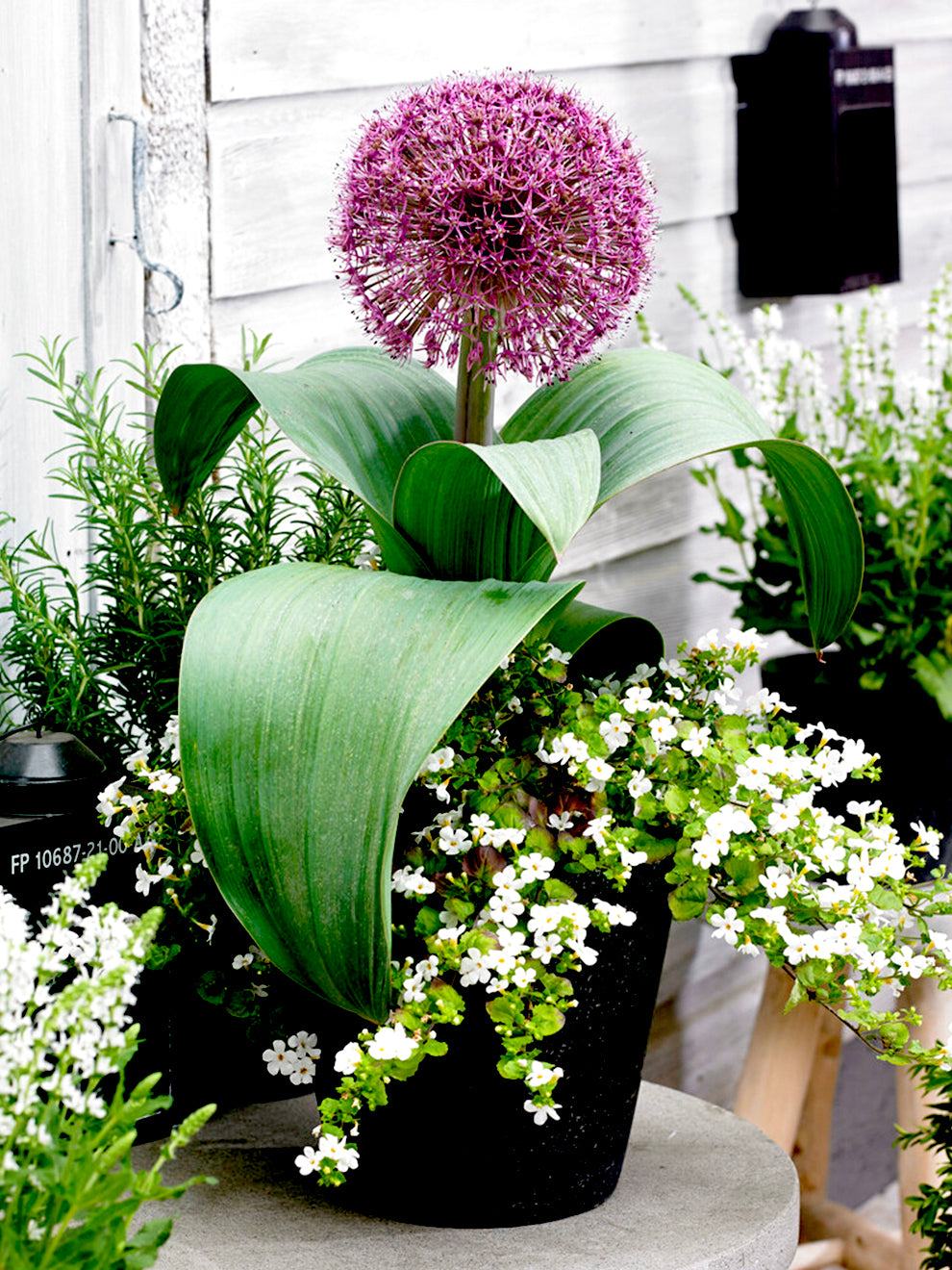 allium plants in pots Allium Red Giant