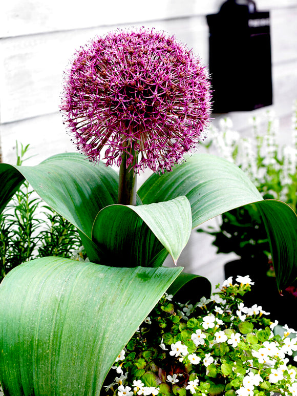 Ornamental Onion Allium Red Giant Bulbs
