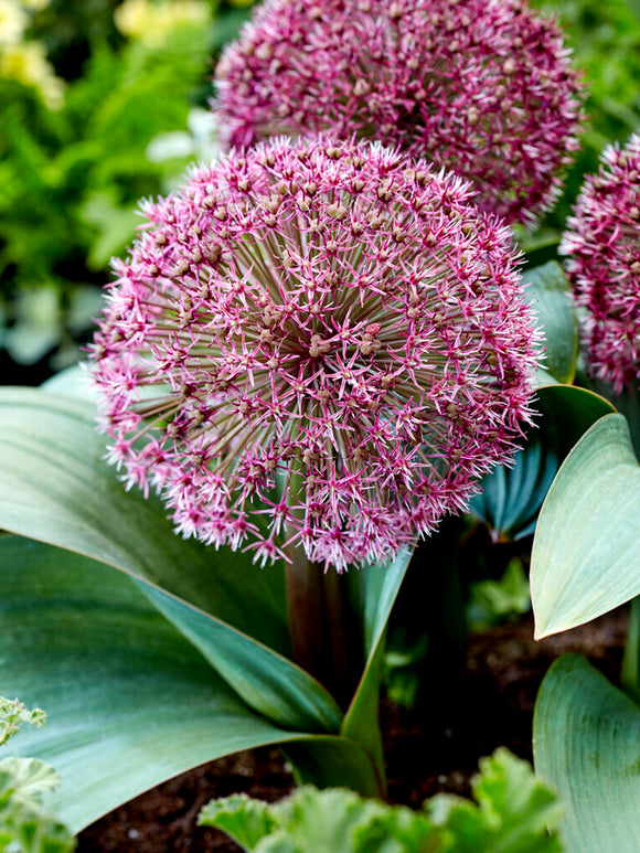 Allium Red Giant Bulbs DutchGrown