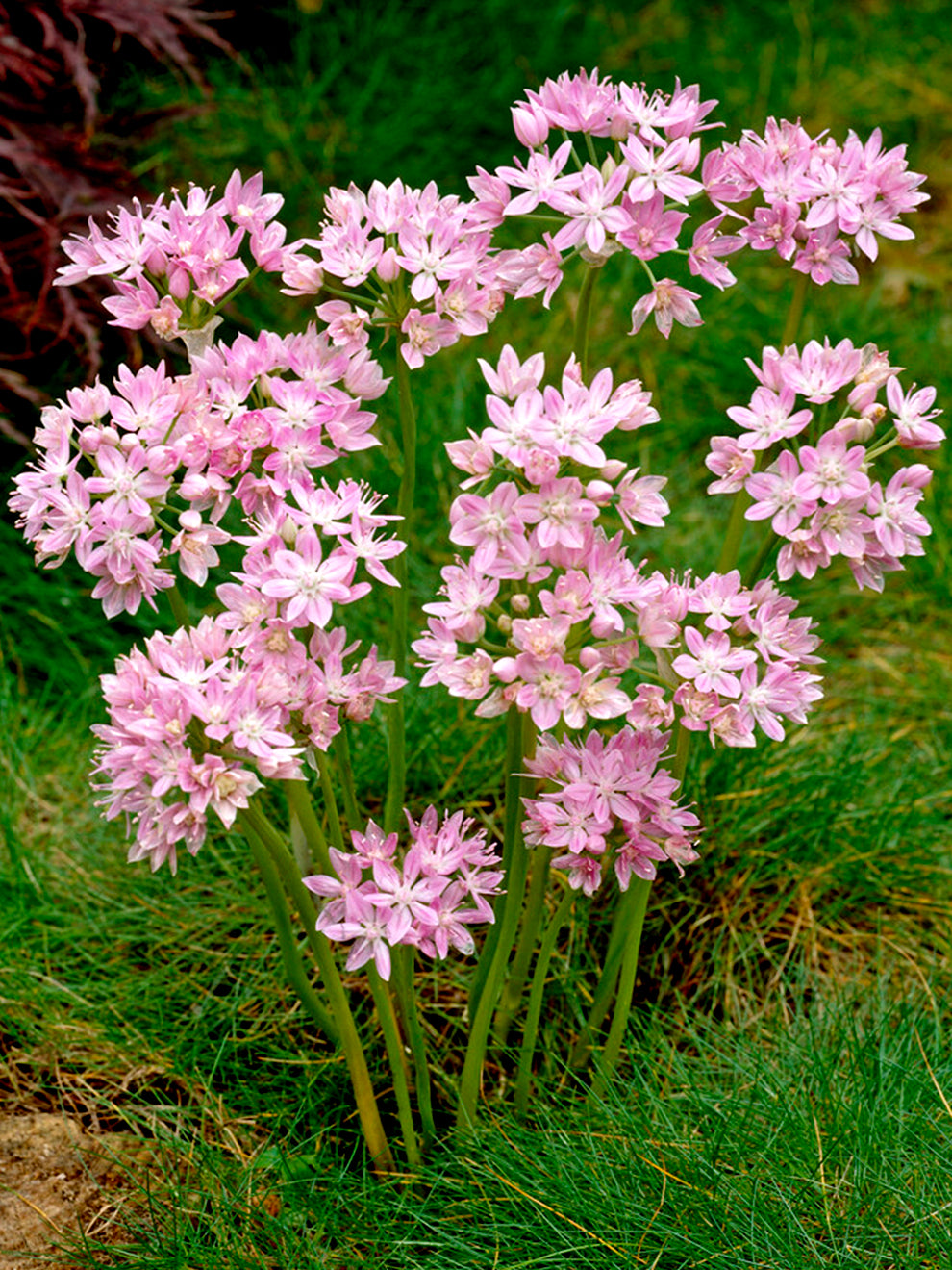 roseum succulent Allium Roseum Bulbs, Pink - 25 Bulbs