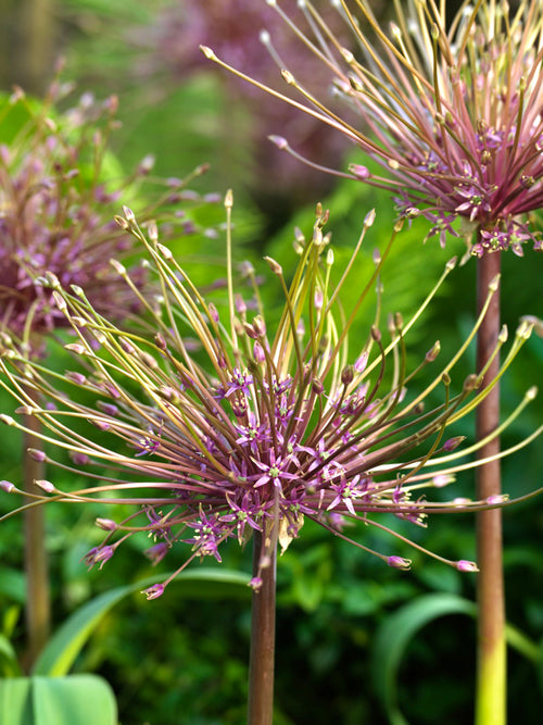 Allium Schubertii - Spider Flower - Pink