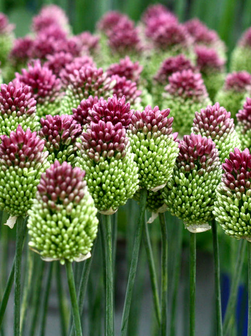 Allium Drumstick - Sphaerocephalon Ornamental Onion