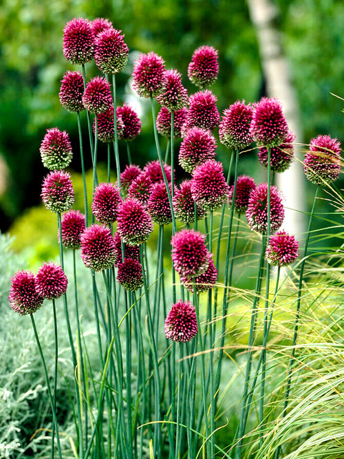 Allium Drumstick - Sphaerocephalon Ornamental Onion in group