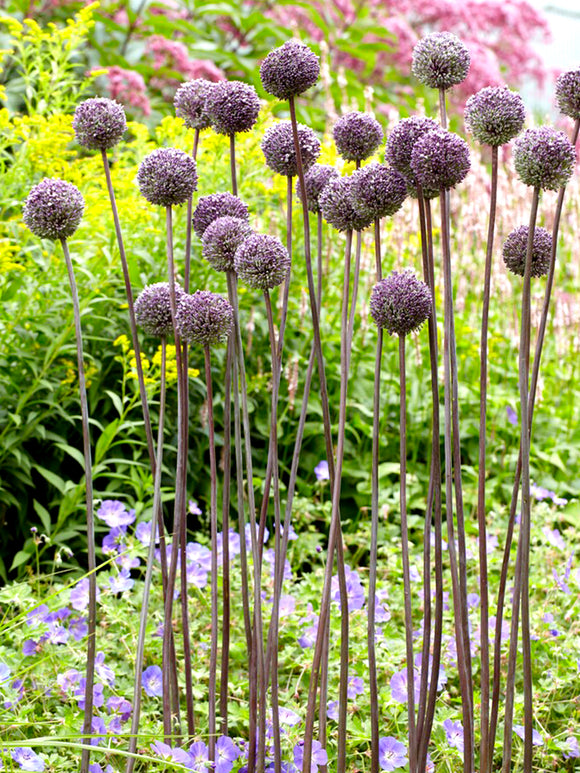 Very Tall Ornamental Onion - Allium Summer Drummer in garden