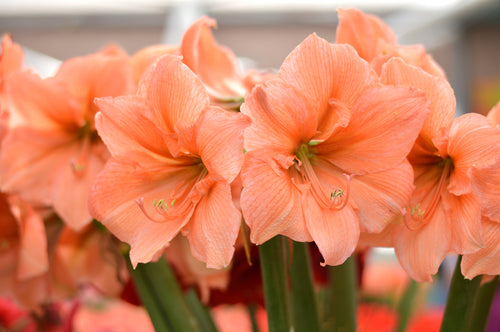 Jumbo Amaryllis Rilona - Peach, Apricot and Salmon flowers