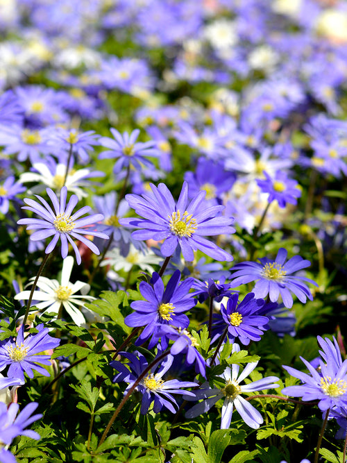 Anemone Blanda Blue Shades (Windflowers)