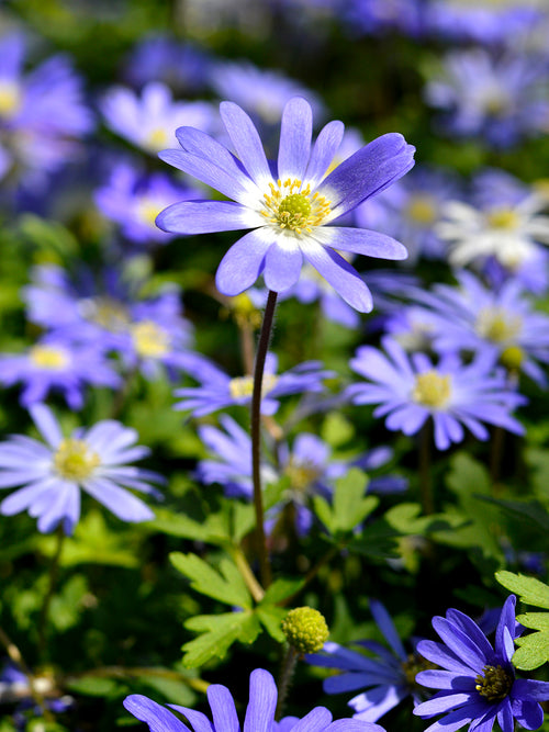 blue anemones blanda Windflowers