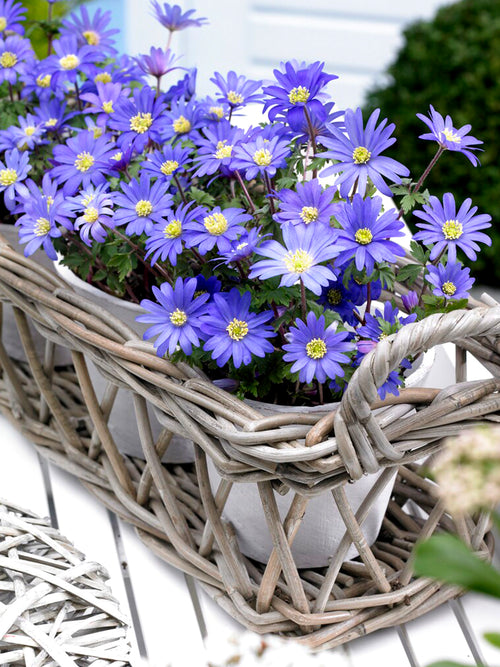 Blue anemone blanda bulbs - in pots