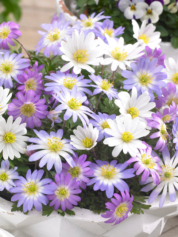 Anemone Blanda Mixed - Windflowers