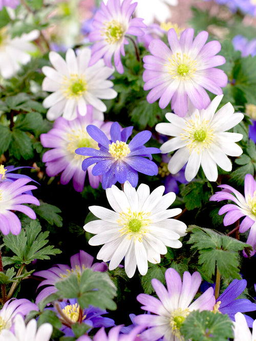 Anemone Blanda Bulbs Windflowers Mixed Colors