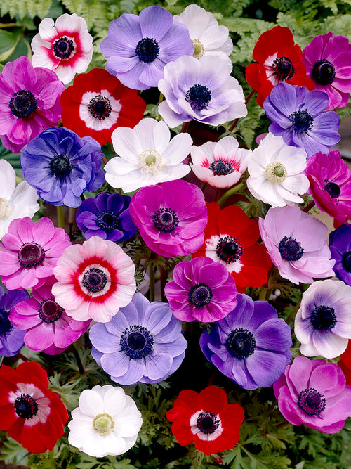 Anemone de Caen Mixed Windflowers - Red, White, Purple and Blue Wind Flowers