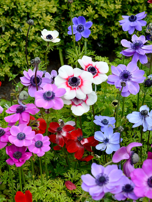 Anemone de Caen Mixed - Red, White, Purple and Blue Wind Flowers