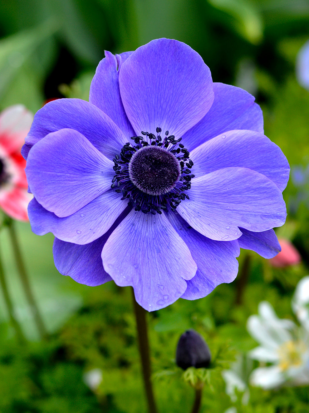 Purple Anemone Flower purple-anemone-flower